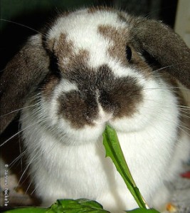 Bunny eating lettuce