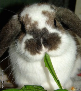 Bunny eating lettuce
